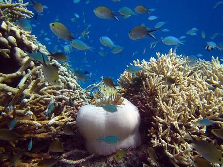 Glorious underwater life in Maldives IMG_7016