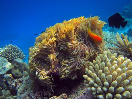 Glorious underwater life in Maldives IMG_7029