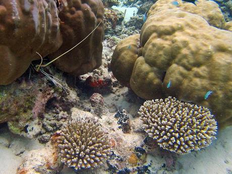 Glorious underwater life in Maldives IMG_6710