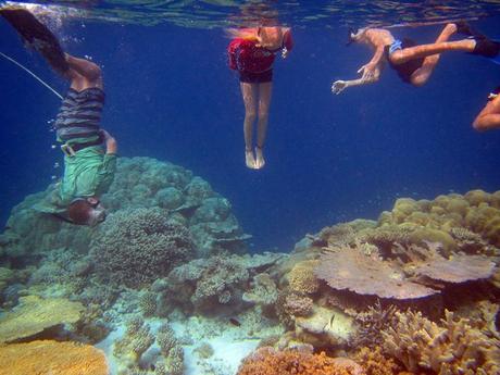 Glorious underwater life in Maldives IMG_6989