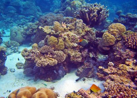 Glorious underwater life in Maldives IMG_6806