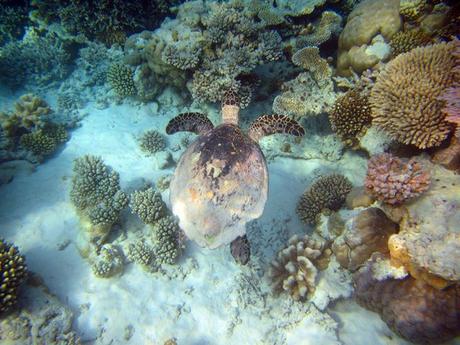 Glorious underwater life in Maldives IMG_6995