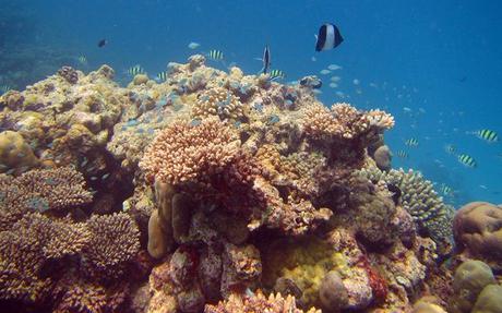 Glorious underwater life in Maldives IMG_6724