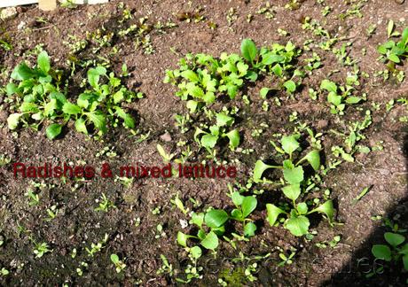 Allotment update! _1340681watermark-3