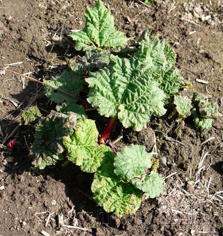 Allotment update! _1340650watermark