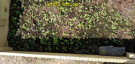 Allotment update! _1340677watermark-2
