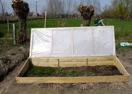 Allotment update! _1340674watermark