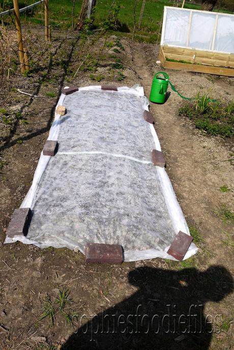 Allotment update! _1340670watermark