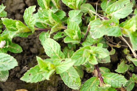 Allotment update! Mint that is growing!