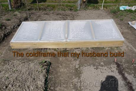 Allotment update! _1340660watermark-2