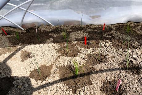 Allotment update! _1340711watermark-3