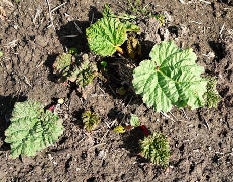 Allotment update! Our rhubarb plants are growing well!