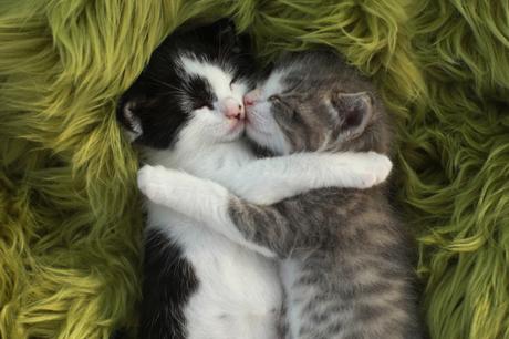 A-Z of Cats: L is for Loving (#AtoZChallenge) A-Z of Cats: L is for Loving (#AtoZChallenge)