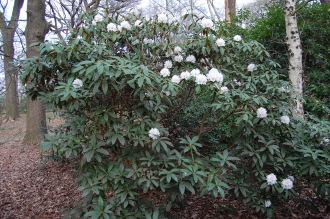 Rhododendron nobleanum 'Album' (15/03/2015, Isabella Plantation, Richmond Park, London) 