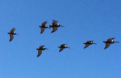 The 30th Carlsbad 5000 Flock of pelicans - photo credit: Mike Sohaskey