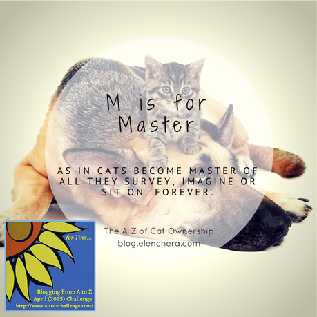 A-Z of Cats: M is for Master (#AtoZChallenge) A-Z of Cats: M is for Master (#AtoZChallenge)