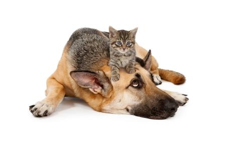 A-Z of Cats: M is for Master (#AtoZChallenge) A-Z of Cats: M is for Master (#AtoZChallenge)