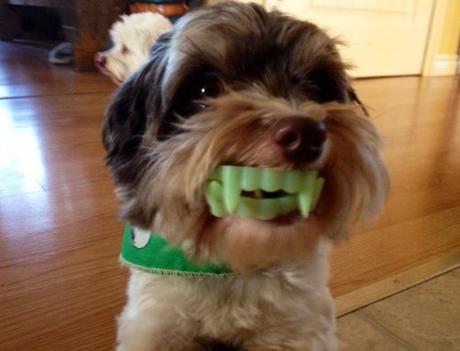 Top 10 Dogs With Funny Things In Their Mouth