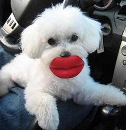Top 10 Dogs With Funny Things In Their Mouth
