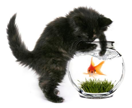 A-Z of Cats: N is for Naughty (#AtoZChallenge) A-Z of Cats: N is for Naughty (#AtoZChallenge)