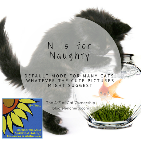 A-Z of Cats: N is for Naughty (#AtoZChallenge) A-Z of Cats: N is for Naughty (#AtoZChallenge)