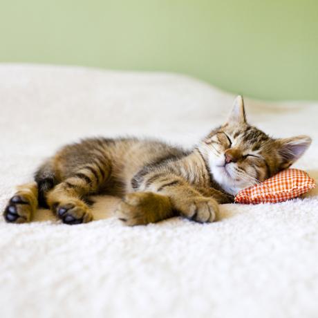 A-Z of Cats: O is for Organised (#AtoZChallenge) A-Z of Cats: O is for Organised (#AtoZChallenge)