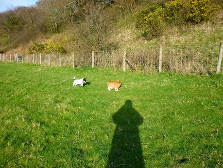 The Twice Daily Doggy (and Cat) Walk