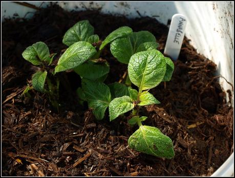 Earthing-up potatoes