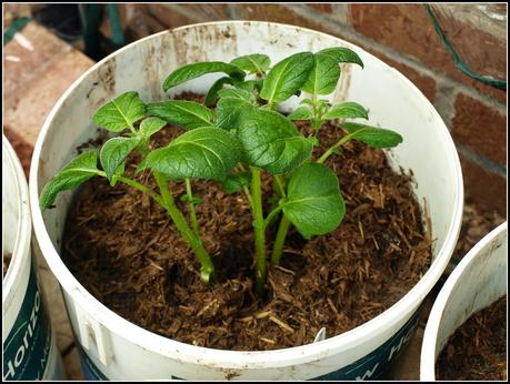 Earthing-up potatoes