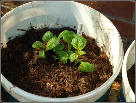 Earthing-up potatoes