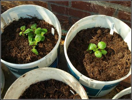 Earthing-up potatoes