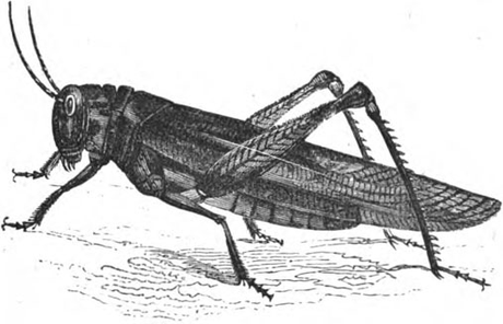 Locusts and bees and flies, oh my! Insects in the Bible