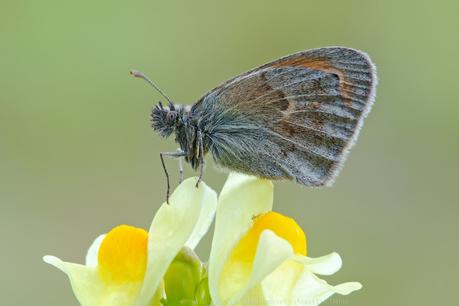 Complete Facts and Trivia about Butterflies 01/10