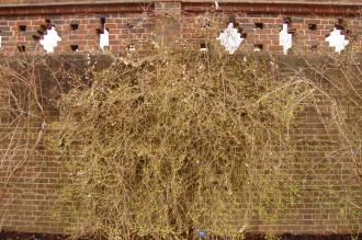 Abeliophyllum distichum Wall Trained Shrub (29/03/2015, Kew Gardens, London)