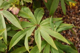 Helleborus atrorubens Leaf (29/03/2015, Kew Gardens, London) Helleborus atrorubens Leaf (29/03/2015, Kew Gardens, London)