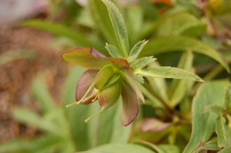 Helleborus atrorubens Flower (29/03/2015, Kew Gardens, London) Helleborus atrorubens Flower (29/03/2015, Kew Gardens, London)
