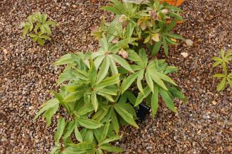 Helleborus atrorubens (29/03/2015, Kew Gardens, London) Helleborus atrorubens (29/03/2015, Kew Gardens, London)