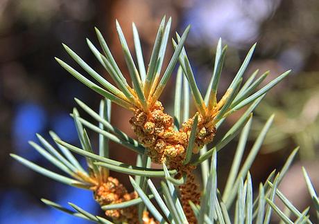 Dreaming of Pinyon Pines