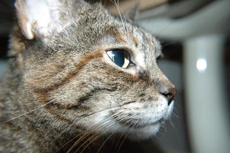 *UPDATE* Missing Manx cat in Pembroke, Ontario PLEASE HELP