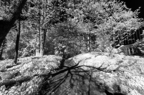 Spring as you can’t see, but plants do… DSC_0630