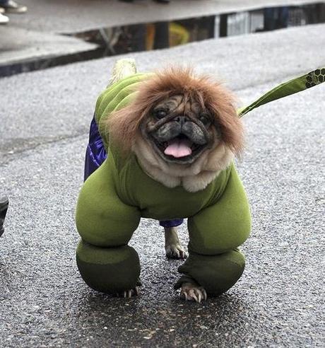 Top 10 Scary and Angry Hulk Dogs