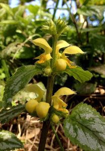 Aluminium Archangel - note the variegated leaves meaning this is not our native Yellow Archangel