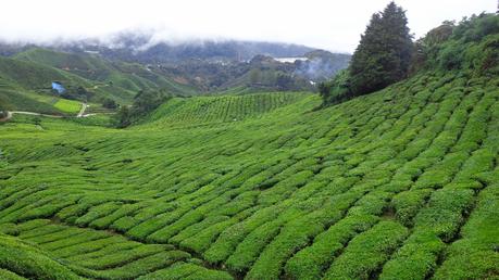 Chilling in Cameron Highlands