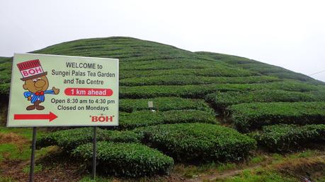 Chilling in Cameron Highlands