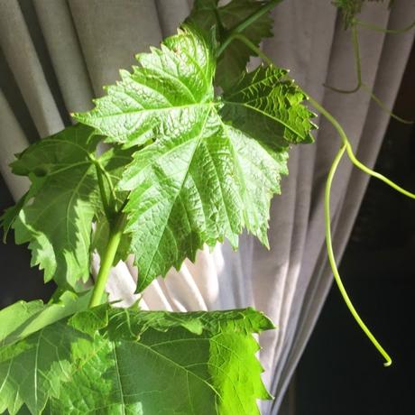 Another Magical Laguna Beach Afternoon. Another Magical Laguna Beach Afternoon.