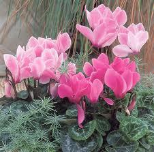 cyclamens