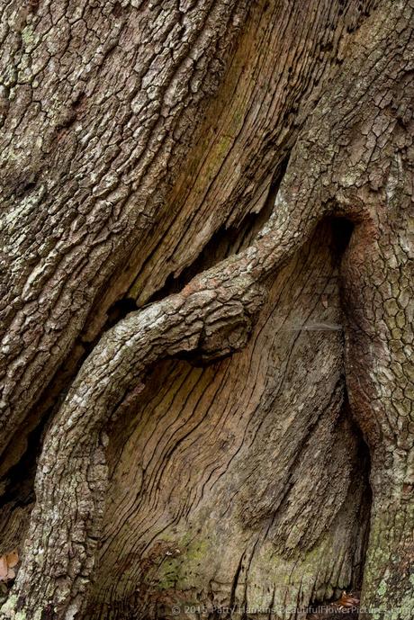 Wood Textures © 2015 Patty Hankins
