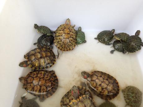 baby turtles2
