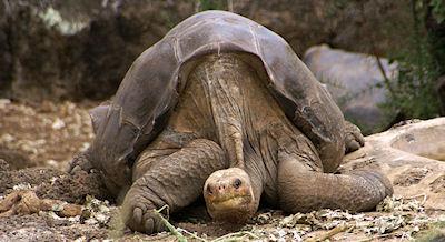 Extinct Giant Tortoise May Still Be Alive In Galapagos