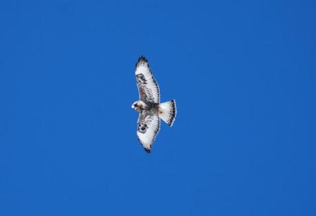 Northern Lycoming County Winter Raptor Survey